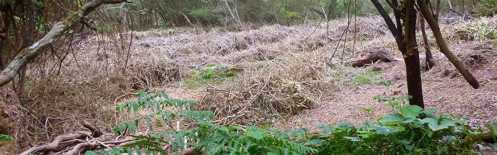 25 avril 2016 - Le Tampon - Fort du Piton de la Ravine Blanche - Association Tamar'haut - Sentiers pdestres -