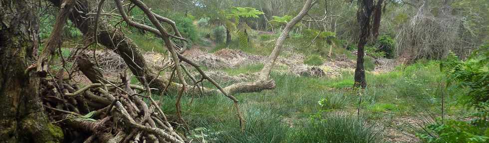 25 avril 2016 - Le Tampon - Fort du Piton de la Ravine Blanche - Association Tamar'haut - Sentiers pdestres -