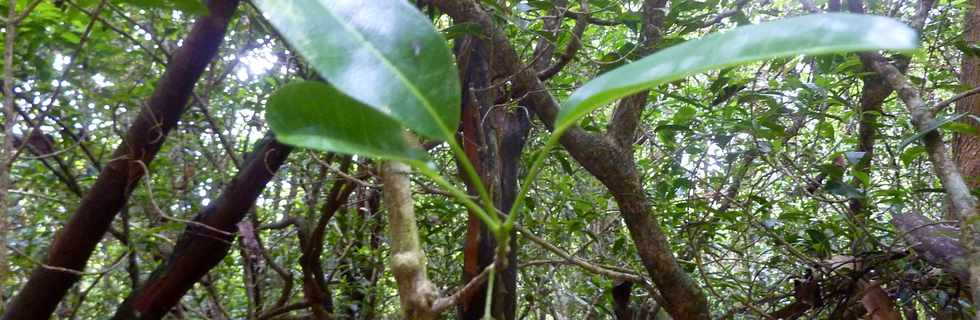 26 avril 2016 - Le Tampon - Association Tamar'haut - Sentier botanique de la fort du Piton de la Ravine Blanche -