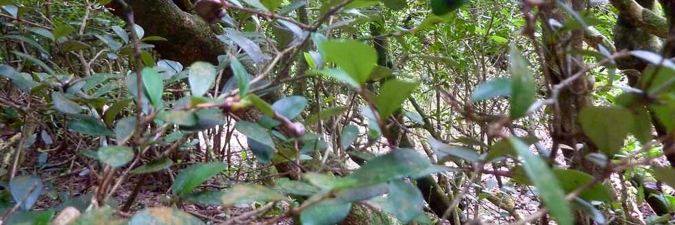 26 avril 2016 - Le Tampon - Association Tamar'haut - Sentier botanique de la fort du Piton de la Ravine Blanche -