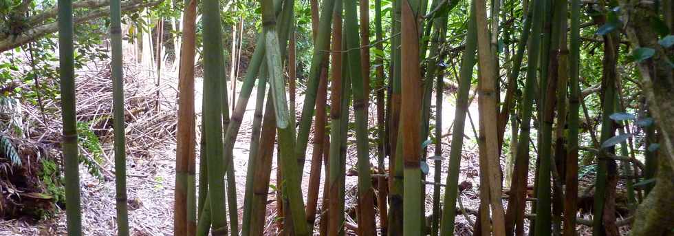 26 avril 2016 - Le Tampon - Association Tamar'haut - Sentier botanique de la fort du Piton de la Ravine Blanche -