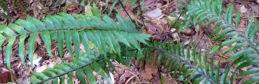 26 avril 2016 - Le Tampon - Association Tamar'haut - Sentier botanique de la fort du Piton de la Ravine Blanche -