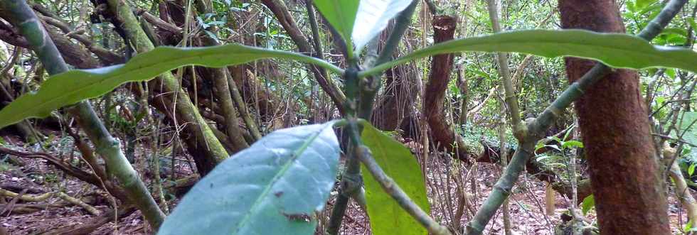 26 avril 2016 - Le Tampon - Association Tamar'haut - Sentier botanique de la fort du Piton de la Ravine Blanche -