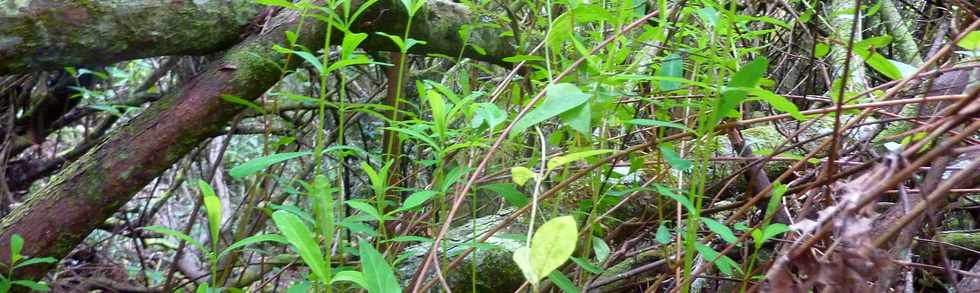 26 avril 2016 - Le Tampon - Association Tamar'haut - Sentier botanique de la forêt du Piton de la Ravine Blanche -