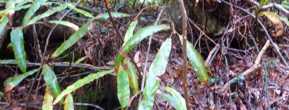 26 avril 2016 - Le Tampon - Association Tamar'haut - Sentier botanique de la fort du Piton de la Ravine Blanche -