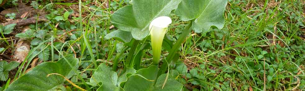 26 avril 2016 - Le Tampon - Association Tamar'haut - Sentier botanique de la fort du Piton de la Ravine Blanche -