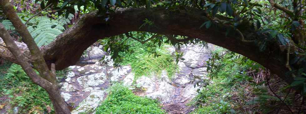 26 avril 2016 - Le Tampon - Association Tamar'haut - Sentiers de la forêt du Piton de la Ravine Blanche -