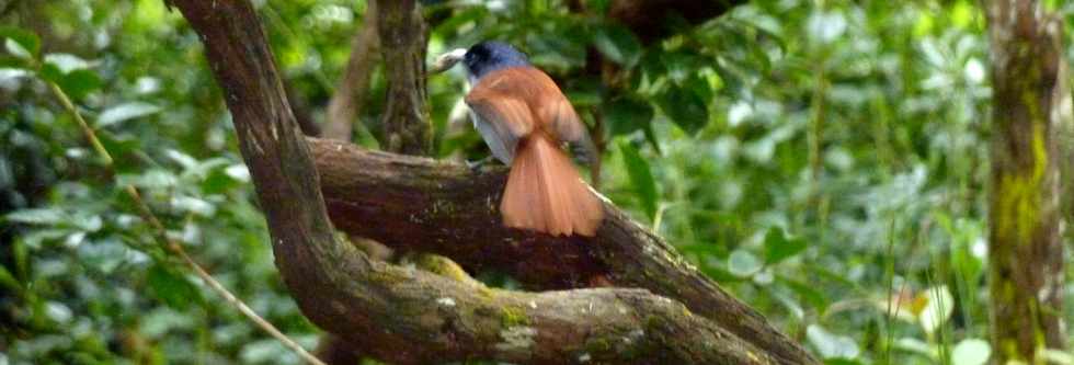 26 avril 2016 - Le Tampon - Association Tamar'haut - Sentiers de la fort du Piton de la Ravine Blanche  -Oiseau la Vierge