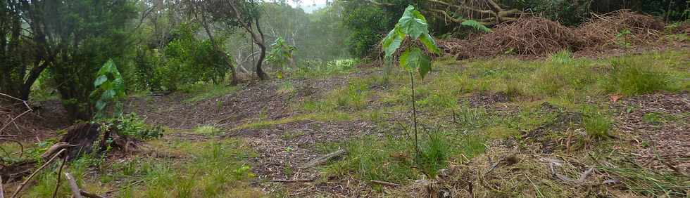 26 avril 2016 - Le Tampon - Association Tamar'haut - Sentiers de la fort du Piton de la Ravine Blanche