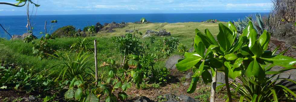 29 avril 2016 - St-Pierre - Pointe de la Ravine des Cafres -  Espace naturel -