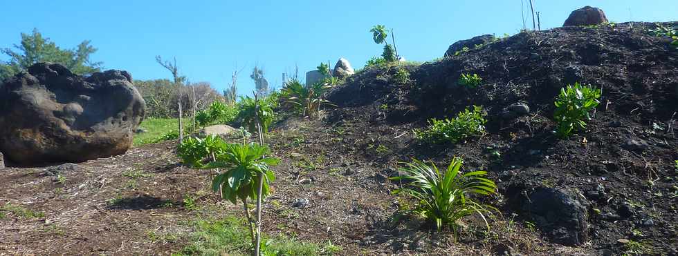 29 avril 2016 - St-Pierre - Pointe de la Ravine des Cafres -  Espace naturel -