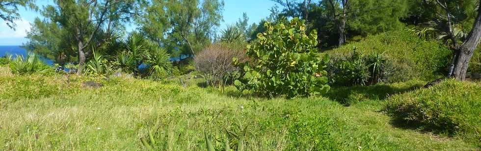 29 avril 2016 - St-Pierre - Pointe de la Ravine des Cafres -  Espace naturel -