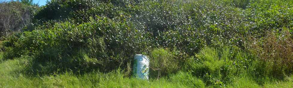 29 avril 2016 - St-Pierre - Terre Rouge -  Espace naturel protg - Faux-poivriers