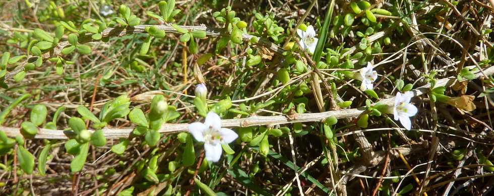 29 avril 2016 - St-Pierre - Terre Rouge -  Espace naturel protg - Souveraine de mer