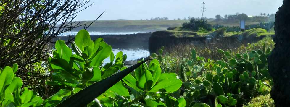 8 juillet 2016 - St-Pierre - Pointe du Diable - Falaise de la Petite Baie  -