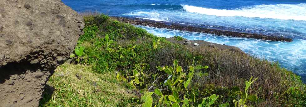 8 juillet 2016 - St-Pierre - Pointe du Diable - Falaise de la Petite Baie  -