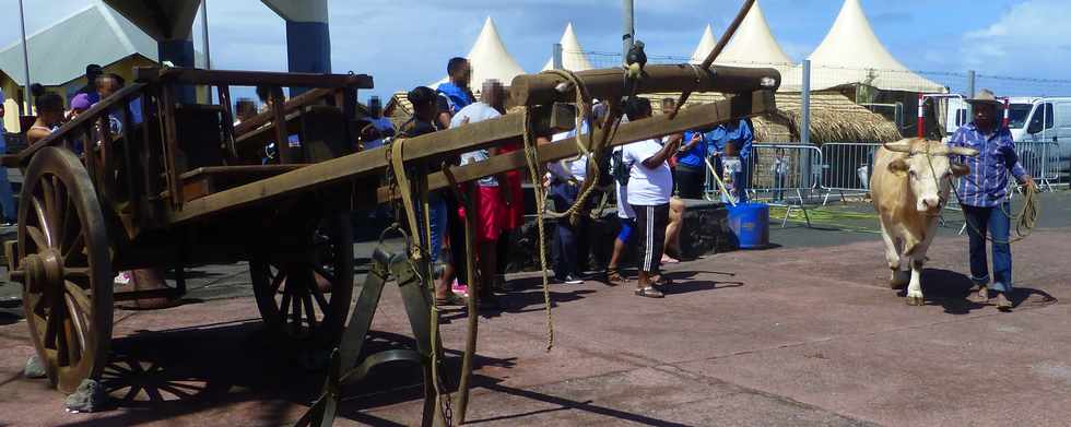 18 septembre 2016 - St-Pierre - Journes europennes du patrimoine - Terre Sainte - Charrette boeuf de Jacky Ichabe - Dos d'ne