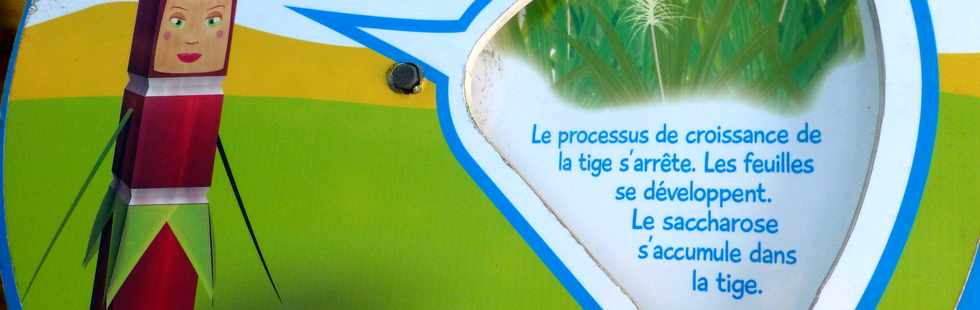 19 novembre 2016 - St-Louis - Fte de la canne - Amicale des Planteurs et Charretiers de Bois de Nfles Cocos -  Moulin  mas - Cachalot exposition Tros