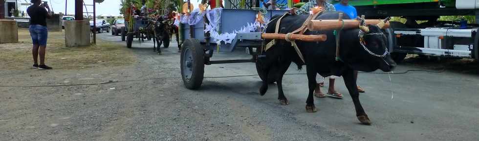 19 novembre 2016 - St-Louis - Fte de la canne - Amicale des Planteurs et Charretiers de Bois de Nfles Cocos -  Moulin  mas - Dfil des charrettes-boeufs