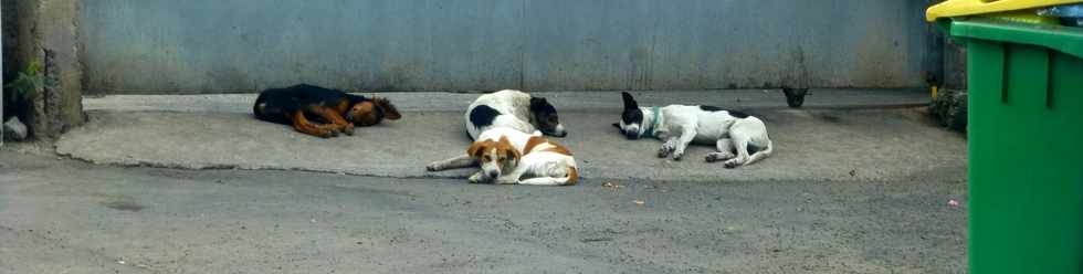 30 novembre 2016 - St-Louis - Chiens divaguant chemin Calebasses Cocos