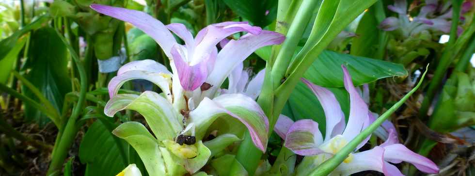 10 dcembre 2016- St-Pierre - March forain - Fleur de gingembre