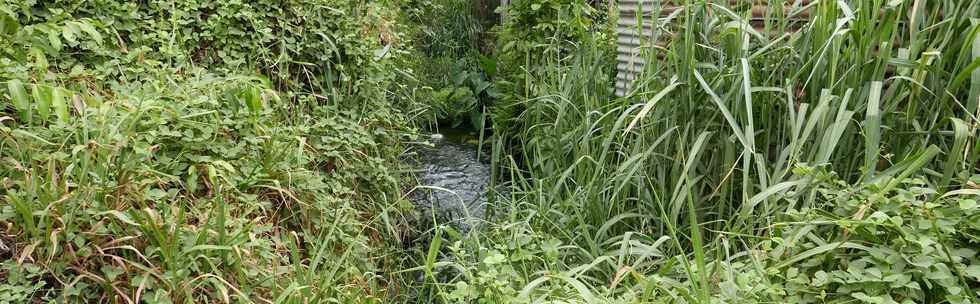 27 janvier 2017 - St-Pierre - Bois d'Olives - Ruines du trac du canal St-Etienne - Partie encore en eau -