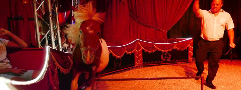 14 avril 2017 - St-Pierre - Cirque Achille Zavatta - Pompon le poney des Shetlands