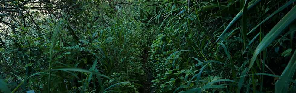 29 janvier 2018 - Entre-Deux -Sentier vers l'let Rolland