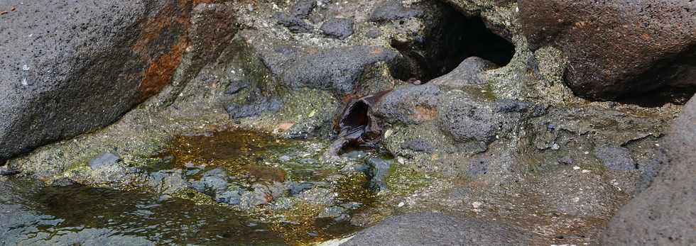 4 mars 2018 - St-Pierre - Radier de la rivire d'Abord - Avant le Cyclone Dumazile