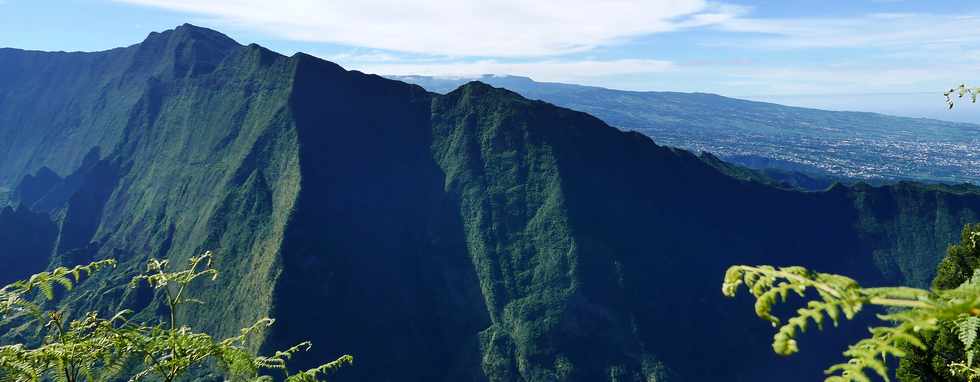 6 mai 2018 - St-Louis - Les Makes - Piton Cabris vers Bras Patates - Cryptomrias -