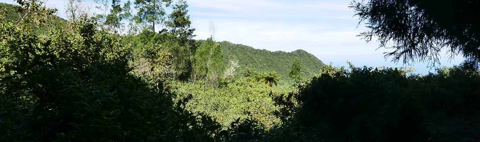 6 mai 2018 - St-Louis - Les Makes - Piton Cabris vers Bras Patates - Cryptomrias - Vue sur la chaine du Bois de Nfles