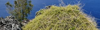 17 octobre 2018 - Petite-le - Piton de Grande Anse - Souveraine de mer