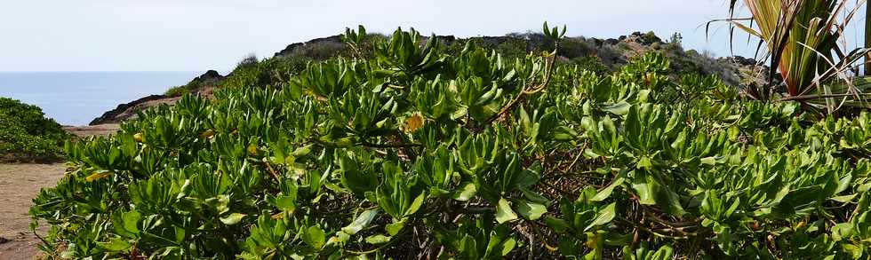 17 octobre 2018 - Petite-le - Grande Anse - Manioc marron