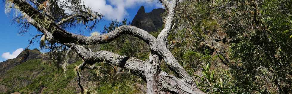 25 octobre 2018 - Cilaos - Sentier vers le col du Tabit -