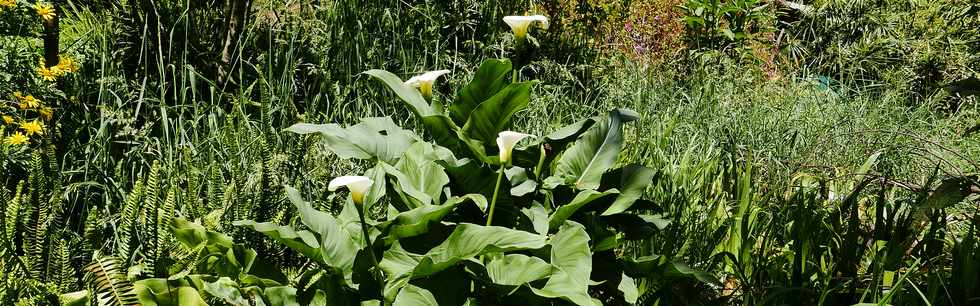 25 octobre 2018 - Cilaos - Sentier vers le col du Tabit - Ilet des Salazes - Arums