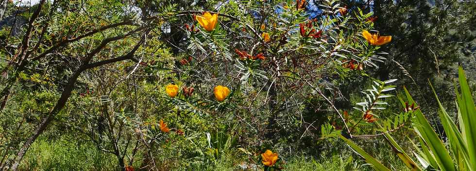 25 octobre 2018 - Cilaos - Sentier vers le col du Tabit - Ilet des Salazes - Fleurs jaunes