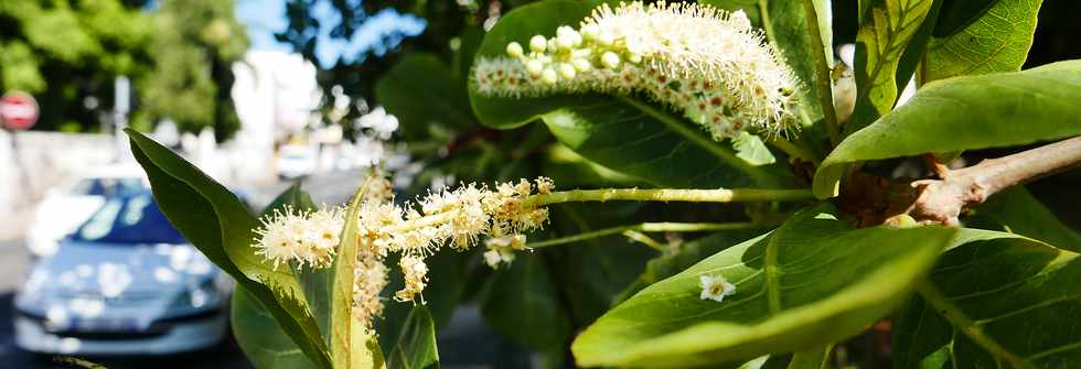 24 fvrier 2019 - St-Pierre - Badamier en fleurs (Maison Choppy)