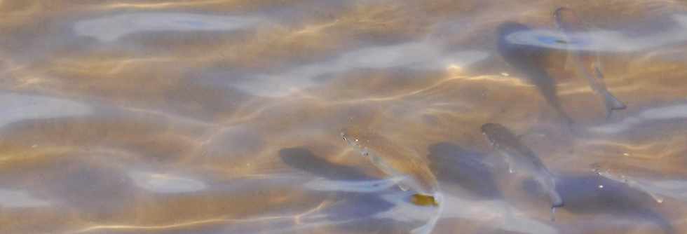 02 juin 2019 - St-Pierre - Poissons dans l'embouchure de la rivire d'Abord