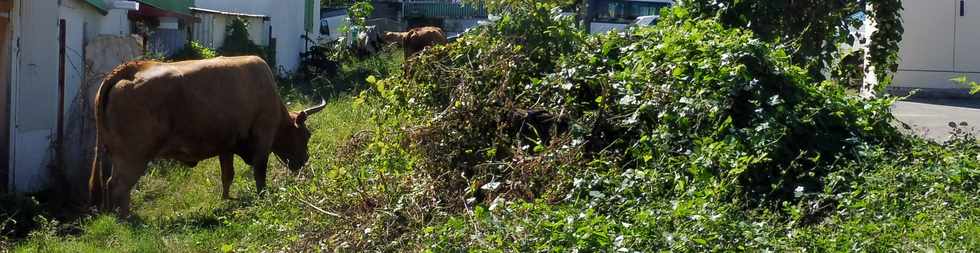 02 juin 2019 - St-Pierre -Basse Terre - Boeufs de Sandy