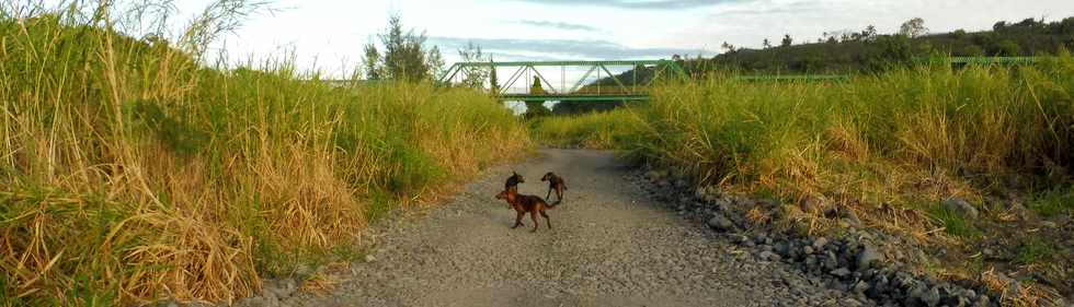 07 juillet 2019 - Bras de la Plaine - Piste vers le barrage de Dassy -  Chiens divaguants