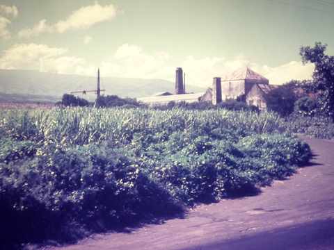 La Réunion, dans les années (19)70 - Usine sucrière de Pierrefonds après sa fermeture