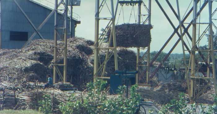 Plate-forme de réception des cannes à l'usine du Gol vers 1970