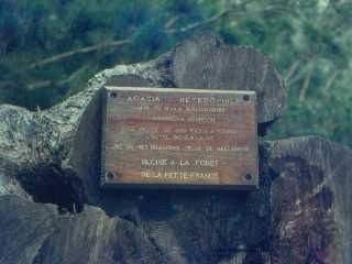 Tamarin des hauts de la route du Mado