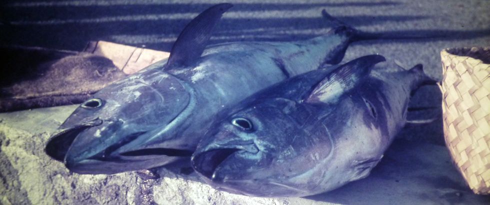 1970- D�barquements de thons � Etang Sal� des bains