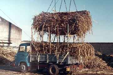 Pierrefonds dans les années 1980 -  Déchargement d'un camion rempli de cannes