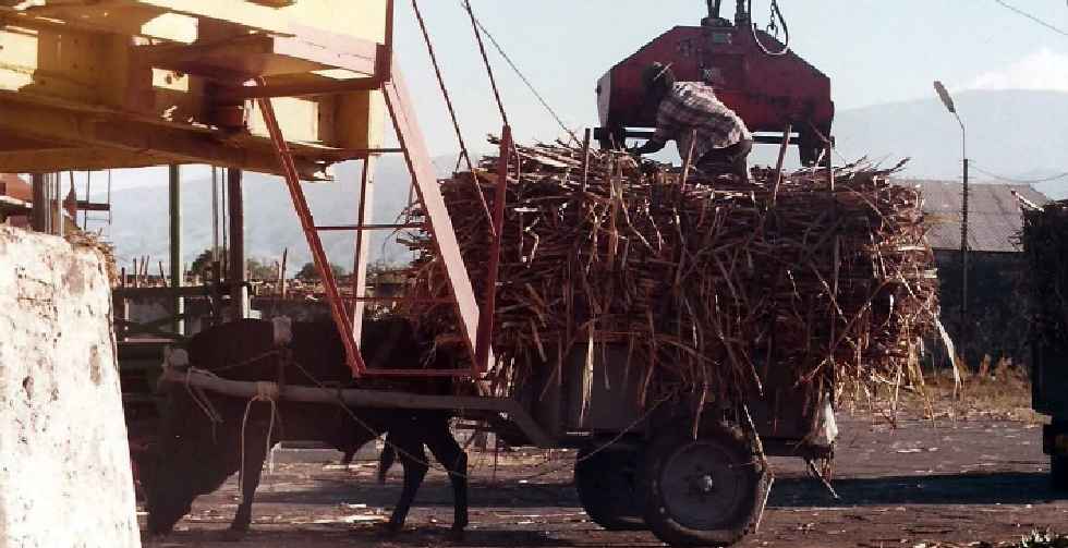 Pierrefonds dans les années 1980 -  Déchargement d'une charrette remplie de cannes