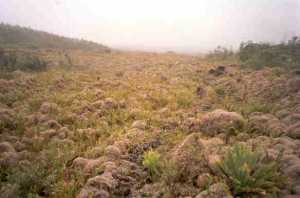 Descente sur les lichens
