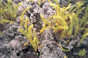 Lichens et fougères