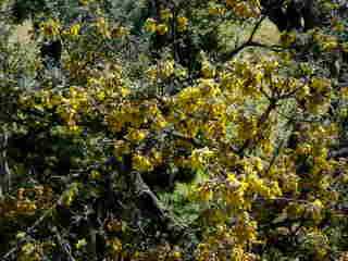 Petits tamarins des Hauts en fleurs