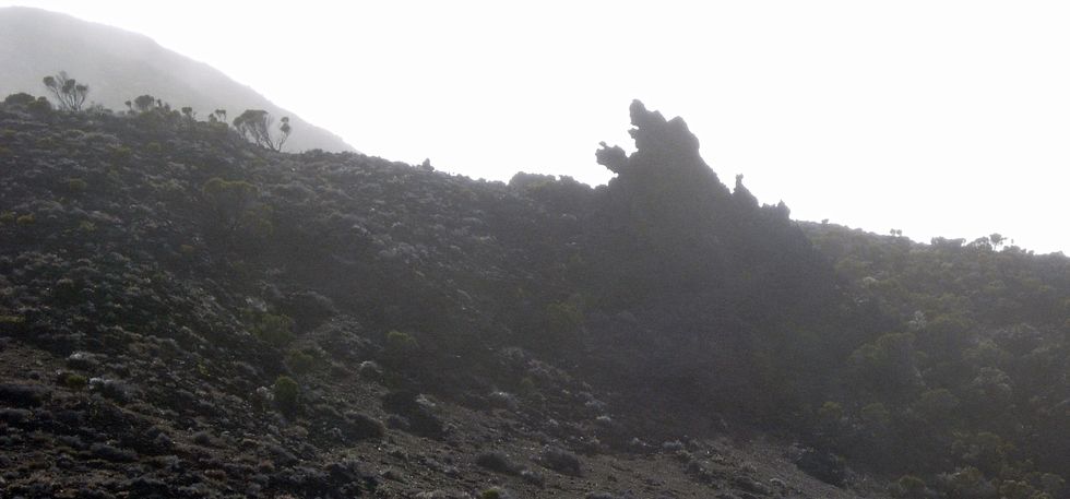 Piton Ha�y - Griffe du Diable